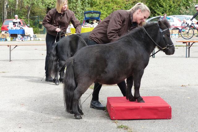 die Pony-Show ............ mit Werbung auf ihr Weihnachtsprogramm ...... Showteam Grundler