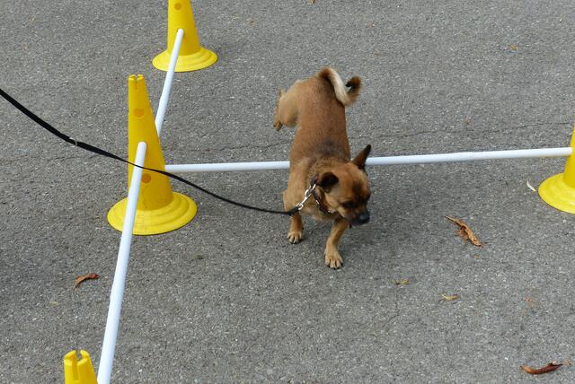 Stupsi muss sich nicht mal anstrengen .....