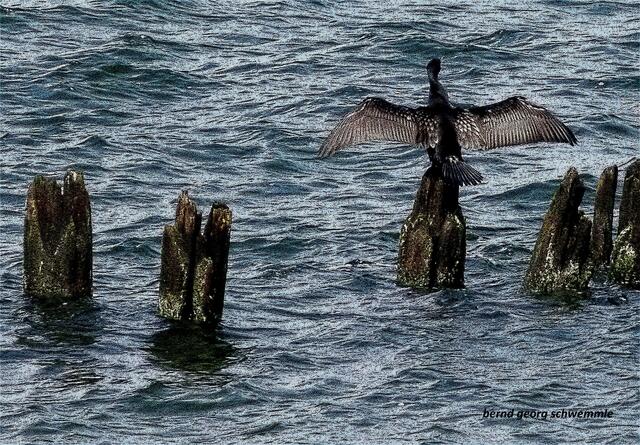 Kormorane in der Ostsee