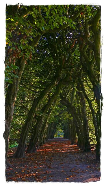 Unsere 250 Jahre alte Hainbuchenallee