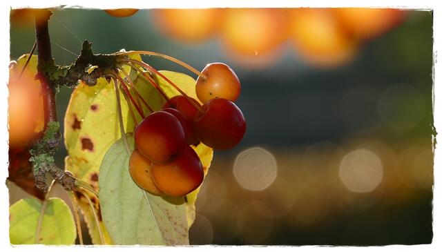 Und der Calvados freut sich