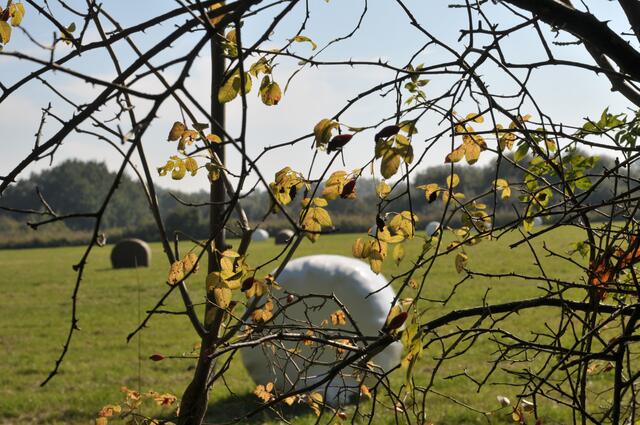 Herbst in der Südlichen Leineaue bei Hannover