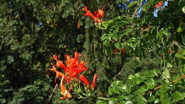 Kapgeißblätter (Tecomaria capensis) setzen bis in den Herbst ihre auffällig roten bis orangeroten Blütenbüschel wirkungsvoll in Szene. Foto: Helmut Kuzina