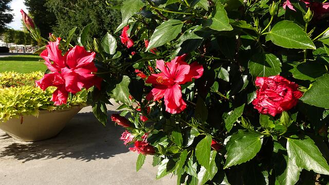In der Herbstsonne leuchten die prächtigen Hibiscus-Blüten. Foto: Helmut Kuzina