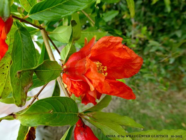 Die Blumenbilder will ich nicht kommentieren