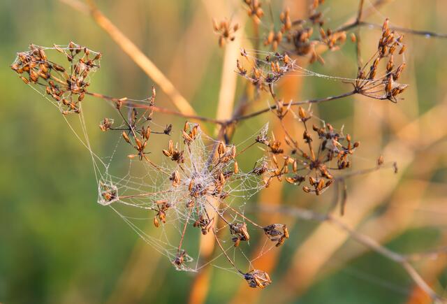 Netzwerk der Natur