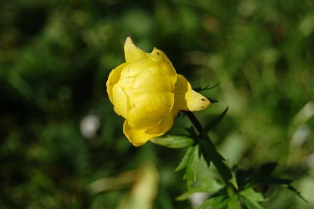 Trollblume