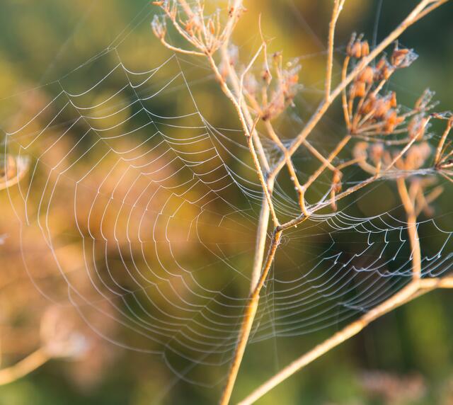 Zartes Netz