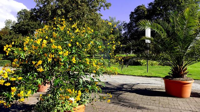 Die Gewürzrinde (Senna corymbosa) schmückt den Kurgarten von Mai bis Oktober durch die leuchtend gelben Blüten. Foto: Helmut Kuzina