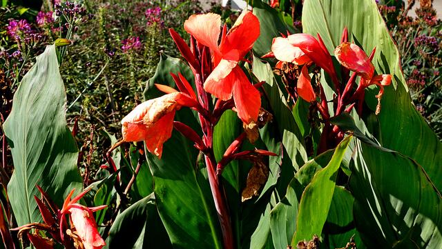 Das Indische Blumenrohr hat seine beste Zeit hinter sich, aber es trumpft immer noch auf. Foto: Helmut Kuzina