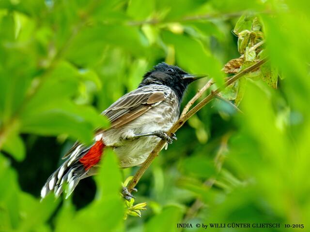Ein Bulbul begrüßt mich mit seinem schönen Gesang.