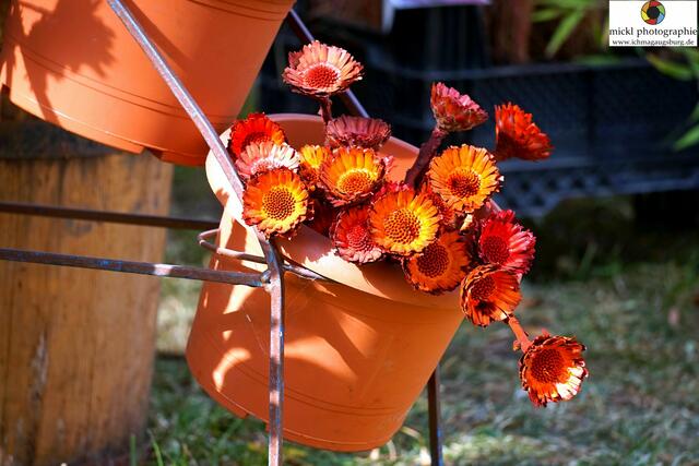 Foto: Michael Ortner - Mickl-Photographie - www.ichmagaugsburg.de