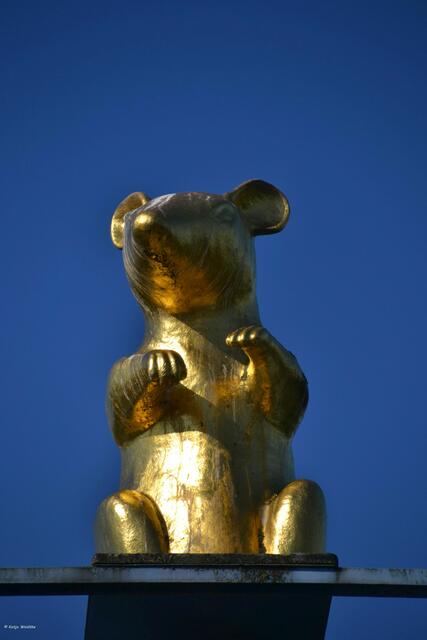 Ratte auf der Fußgängerbrücke zum Werder (Foto: Katja Woidtke)