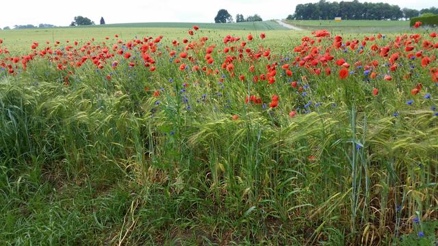 myheimat Natur pur