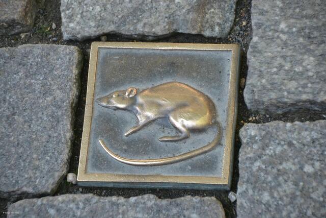 Ratten weisen den Weg zu den schönsten Stellen in Hamelns Altstadt (Foto: Katja Woidtke)