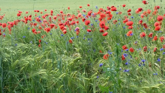myheimat Natur pur