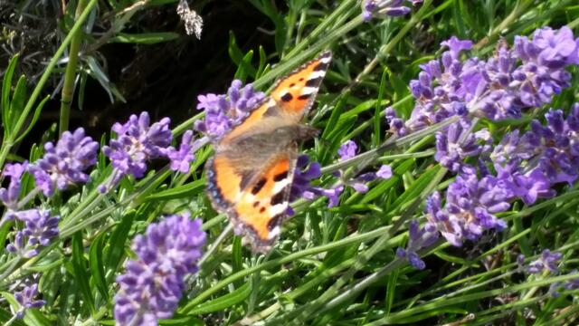 myheimat Natur pur