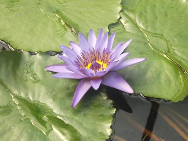 myheimat Botanischer Garten