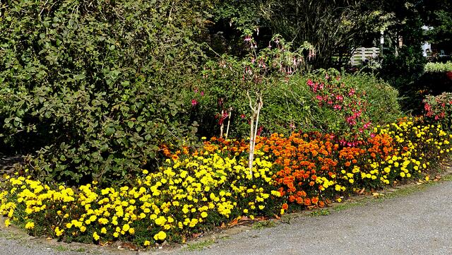Bunt bepflanzte Blumenbeete begrenzen überall im Kurpark die Wege der Kurgäste. Foto: Helmut Kuzina