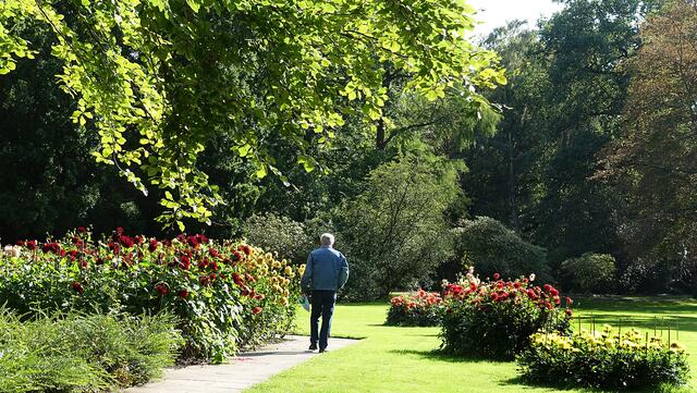 Dahlienpracht im Kurpark. Foto: Helmut Kuzina