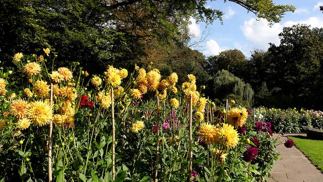 Dahlienpracht im Kurpark. Foto: Helmut Kuzina