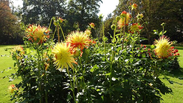 Dahlienpracht im Kurpark. Foto: Helmut Kuzina