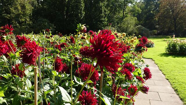 Dahlienpracht im Kurpark. Foto: Helmut Kuzina