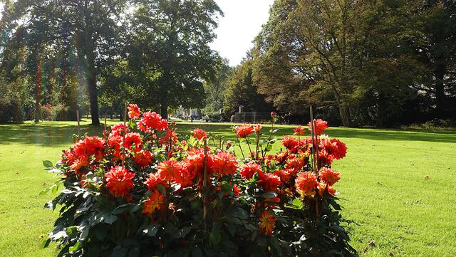 Dahlienpracht im Kurpark. Foto: Helmut Kuzina