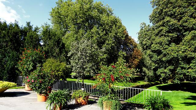 Kübelpflanzen rahmen die Spazierwege des Kurparks ein. Foto: Helmut Kuzina