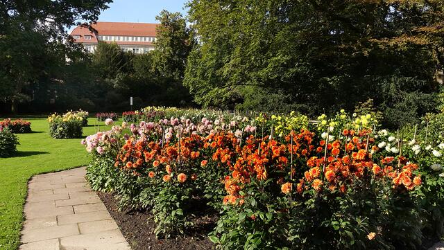 Im Herbst sind die großen Dahlienanpflanzungen eine extravagante Augenweide. Foto: Helmut Kuzina