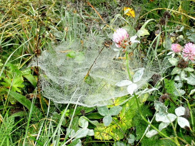 Spinnennetz in der Wiese