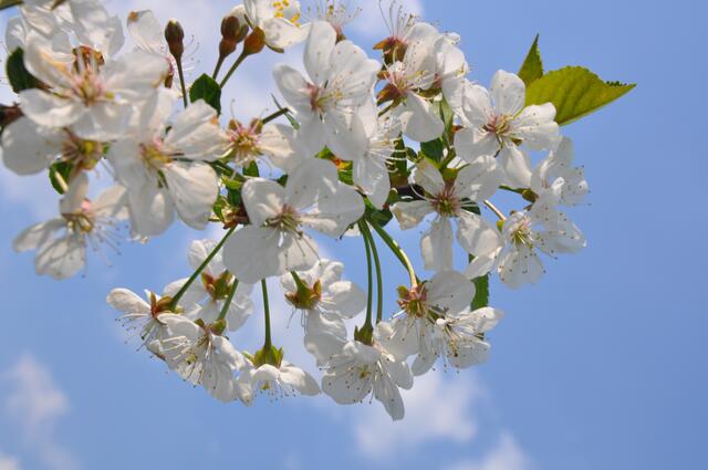 Apfelbaumblüte in Gretenberg im Burgdorfer Land