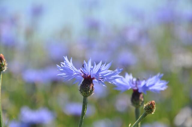 Kornblumen am Wegesrand im Burgdorfer Land