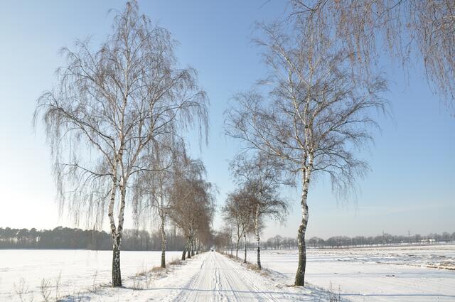 Weg ins Burgdorfer Holz