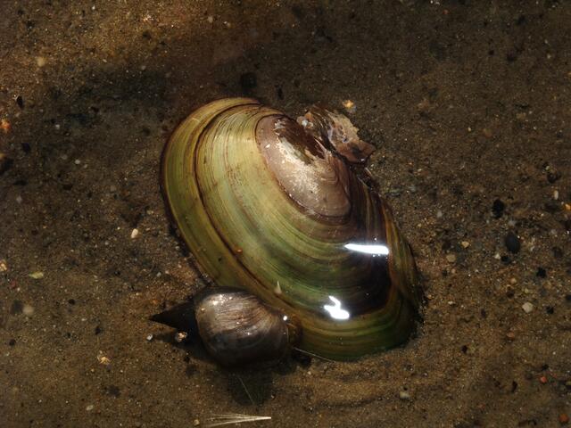 Muscheln im Burgdorfer Land