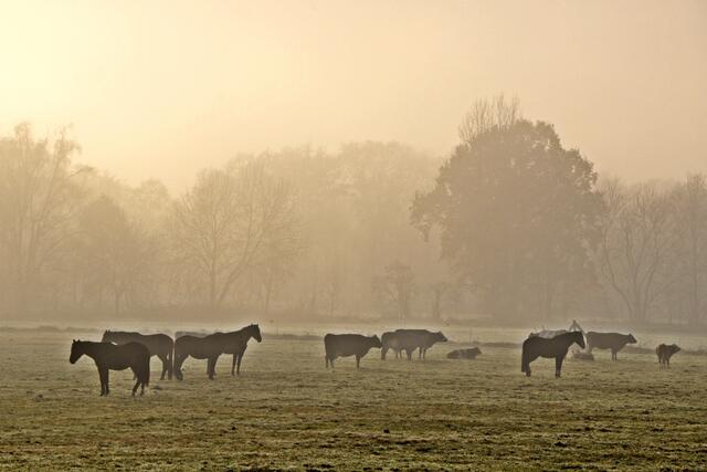 Pferdeweide im Nebel - zwischen Burgdorf und Heessel