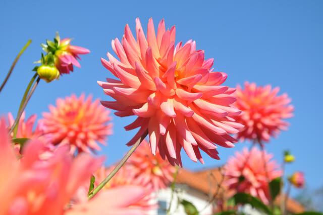 Dahlien in Kirchhorst (Burgdorfer Land)
