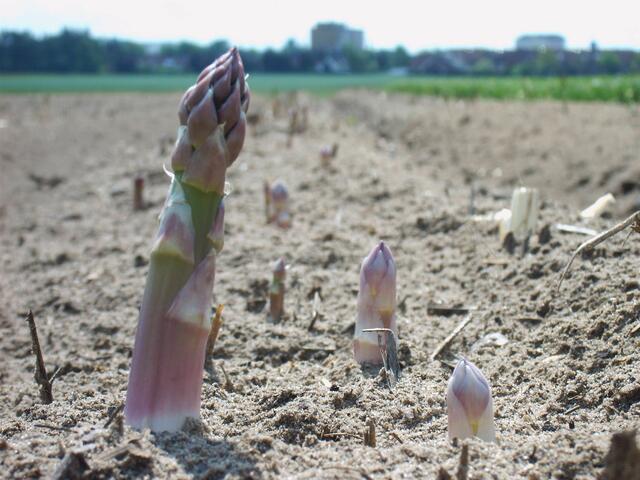 Burgdorfer Spargel