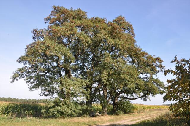 Naturdenkmal "Vier Akazien am Ortsrand von Ramlingen" im Burgdorfer Land