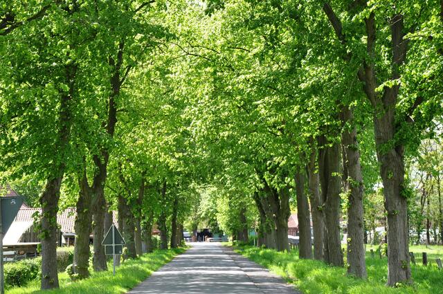 Allee in Plumhof im Burgdorfer Land