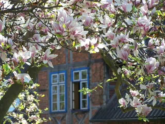Magnolienblüte in Röhrse - Ein Ortsteil von Peine, früher im Burgdorfer Land.
