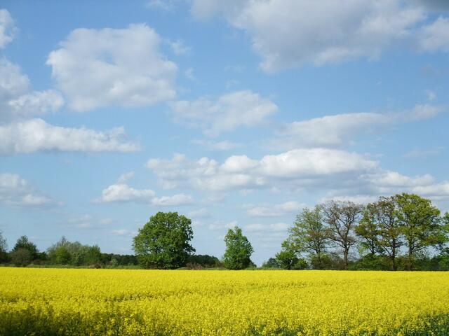 Frühling in Brelingen (Burgdorfer Land)