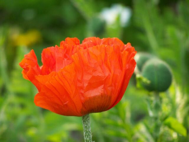 Mohn am Wegesrand (Burgdorfer Land)