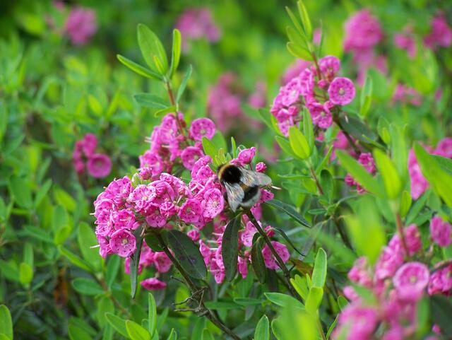 Die Kalmiablüte bei Kolshorn im Burgdorfer Land - einzigartig in Deutschland.