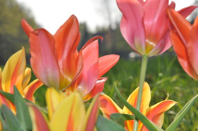 Tulpen in Krausenburg im Burgdorfer Land
