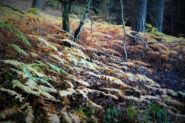 Auch der Farn zeit Herbst an!