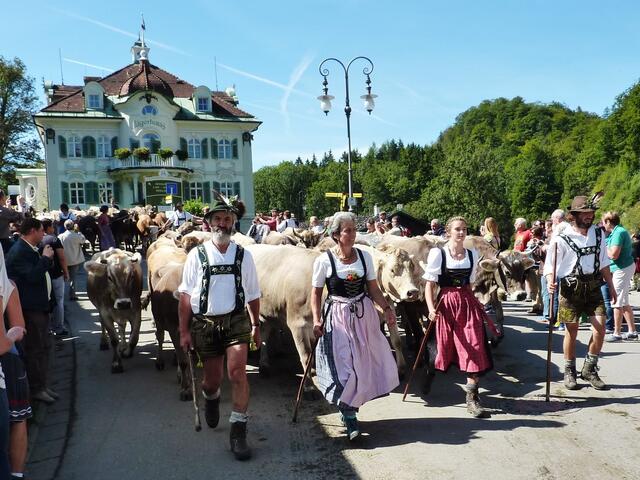 Viehscheid in Schwangau. "Griaß eich Gott mitanand"