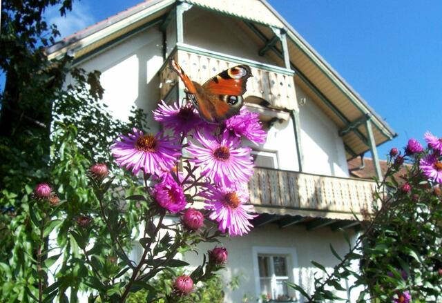 Schmetterling im Nachbarsgarten in Sankt Ottilien
