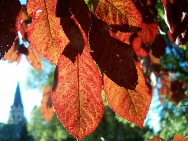 Herbst in Sankt Ottilien