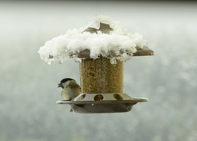 für die gefiederten Freunde, gestern habe ich in weiser Voraussicht die Futtersilos gefüllt - heute kam der erste Schnee......